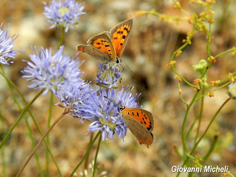 Parco del Ticino 13.6.15